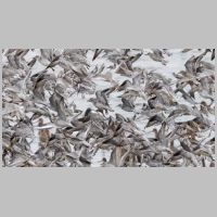 2025 3rd David Marsh - Red Knot